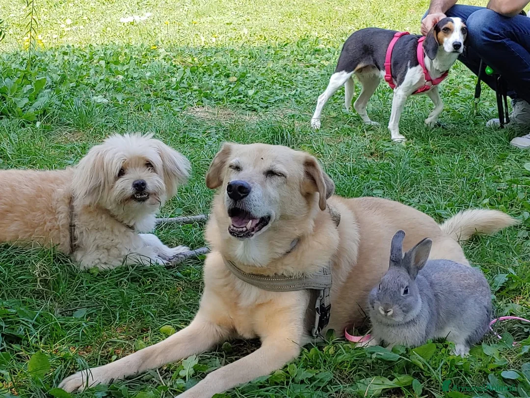 Meticcio cani in regalo: Cuccioli, non hanno chiesto di nascere  a Provincia di Brescia - Annuncio 2