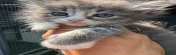Siberiano gatti in vendita: CUCCIOLI SIBERIANO ALLEVAMENTO ANFI - Annuncio 7