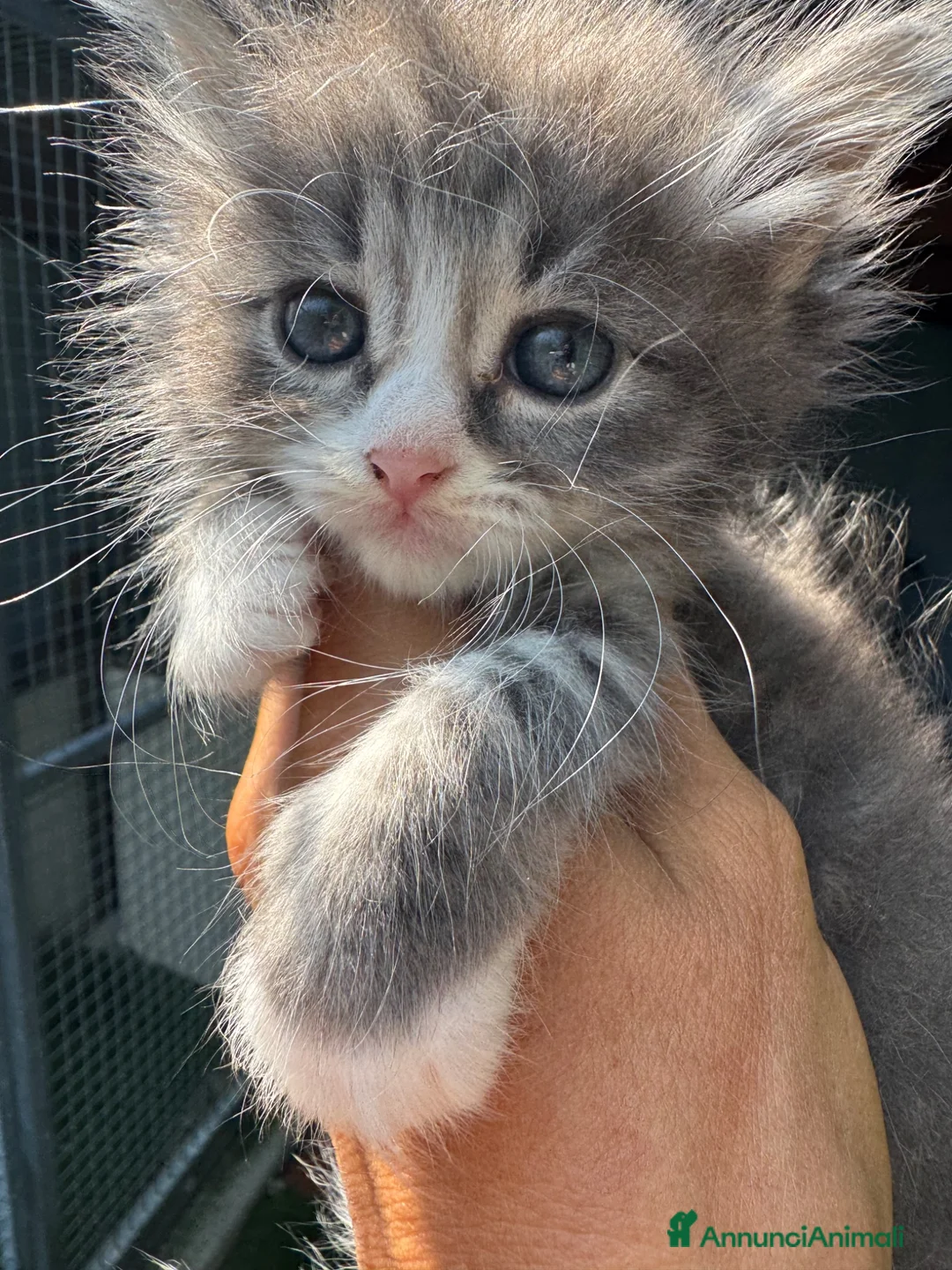 Siberiano gatti in vendita: CUCCIOLI SIBERIANO ALLEVAMENTO ANFI - Annuncio 7