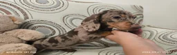 Bassotto cani in vendita: Bassotto tedesco femmina arlecchina cioccolato  - Annuncio 5