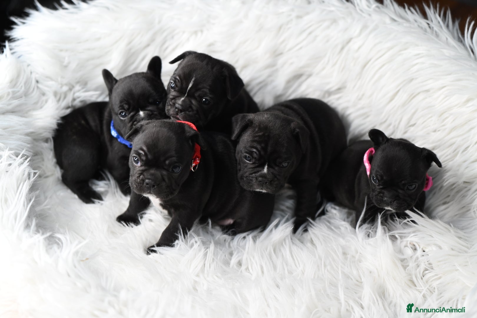 Bulldog Francese cani Cuccioli di bulldog francese Brindle  - Annuncio 2