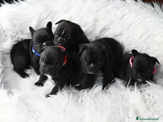 Bulldog Francese cani Cuccioli di bulldog francese Brindle - Annuncio 2