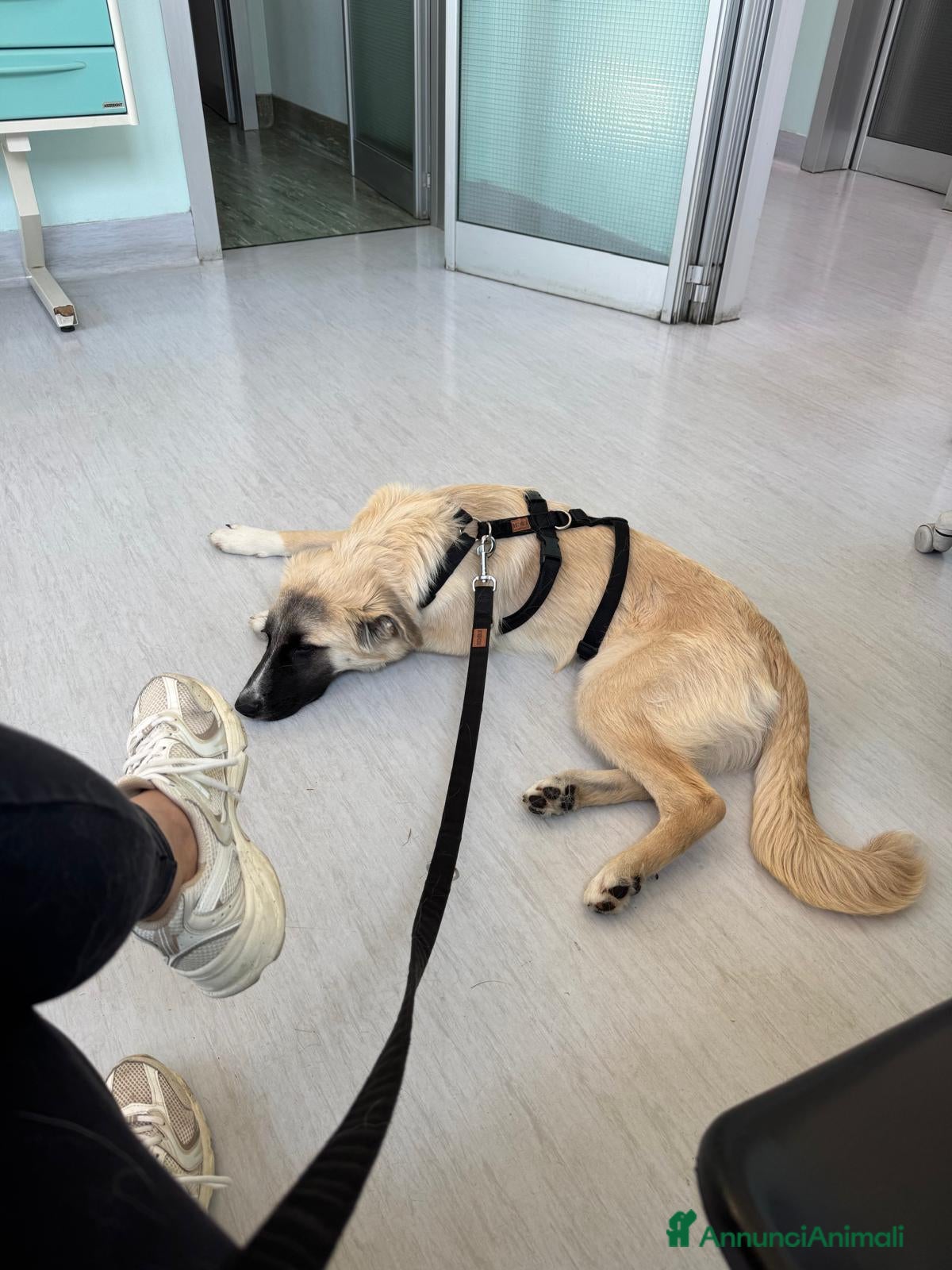 Meticcio cani Cerchiamo urgente stallo casalingo postoperatorio  - Annuncio 33