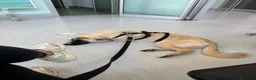 Meticcio cani in regalo: Cerchiamo urgente stallo casalingo postoperatorio  - Annuncio 1