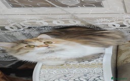 Persiano gatti in vendita: Gatti persiani  a Città Metropolitana di Torino - Immagine 6