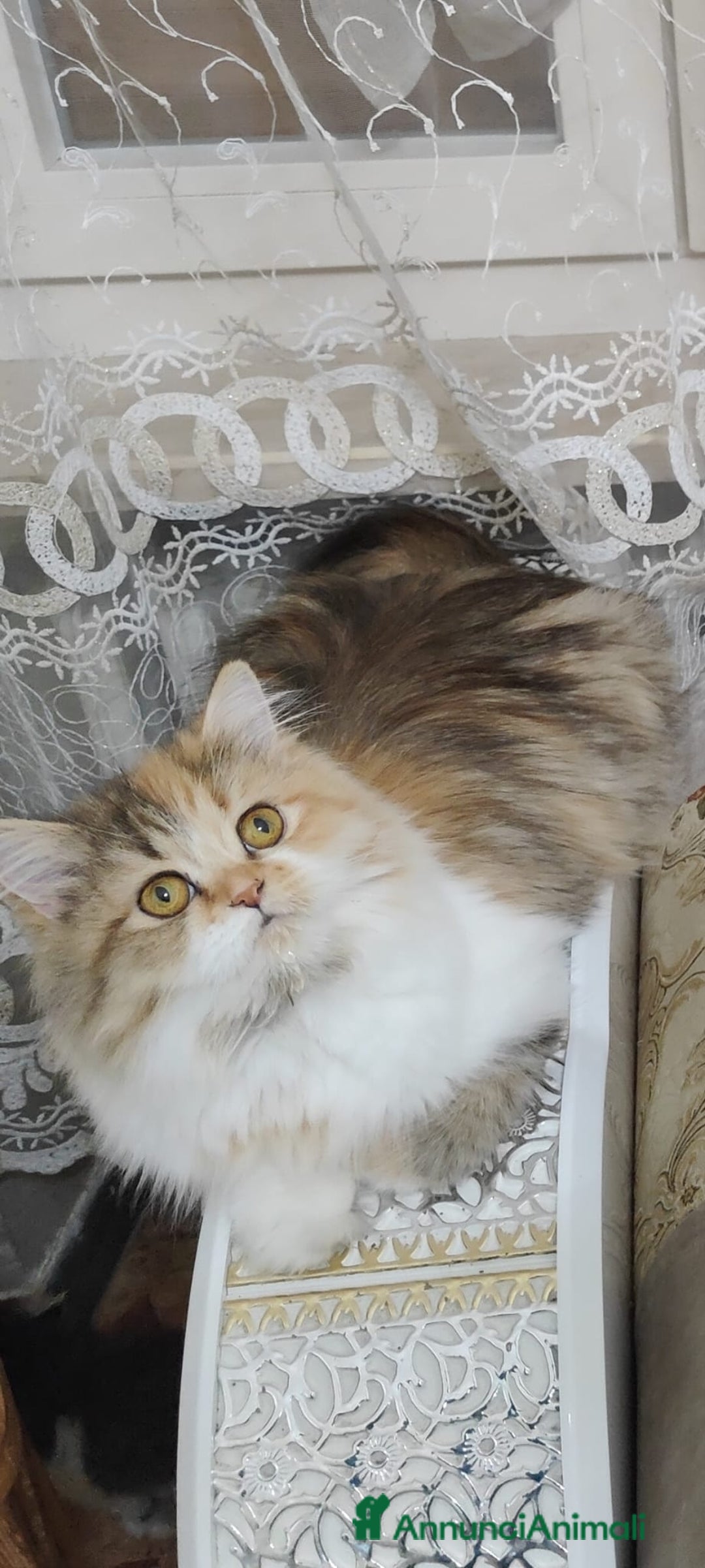 Persiano gatti in vendita: Gatti persiani  a Città Metropolitana di Torino - Immagine 6