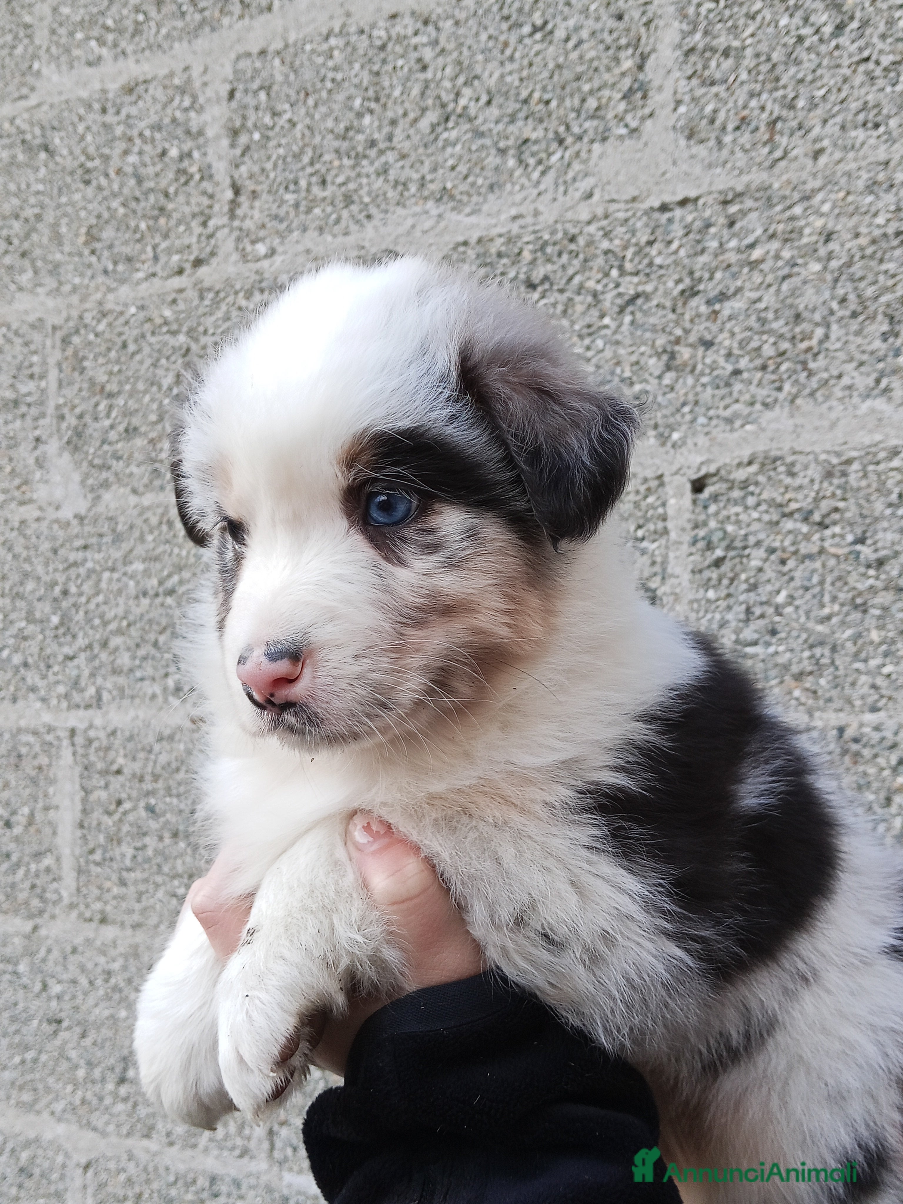 Australian Shepherd cani Cuccioli di Australian Shepherd  - Annuncio 2