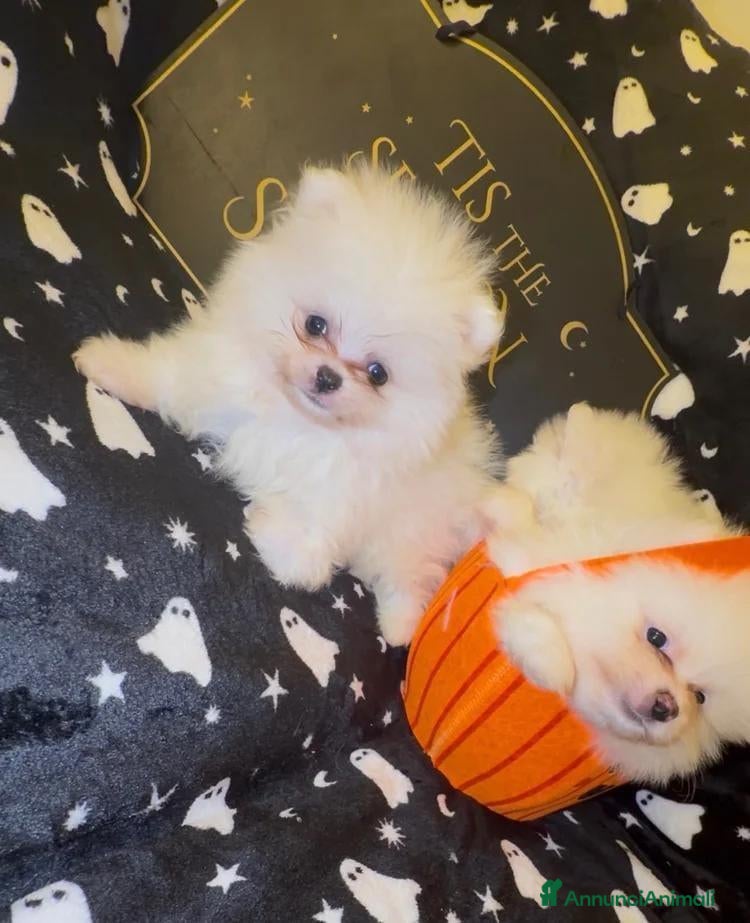 Volpino Pomerania cani Splendida cuccioli di Pomerania bianchi - Annuncio 13