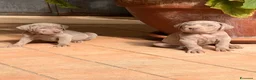 Weimaraner cani in vendita: Vendita cuccioli  Weimaraner  a Provincia di Pescara - Annuncio 5