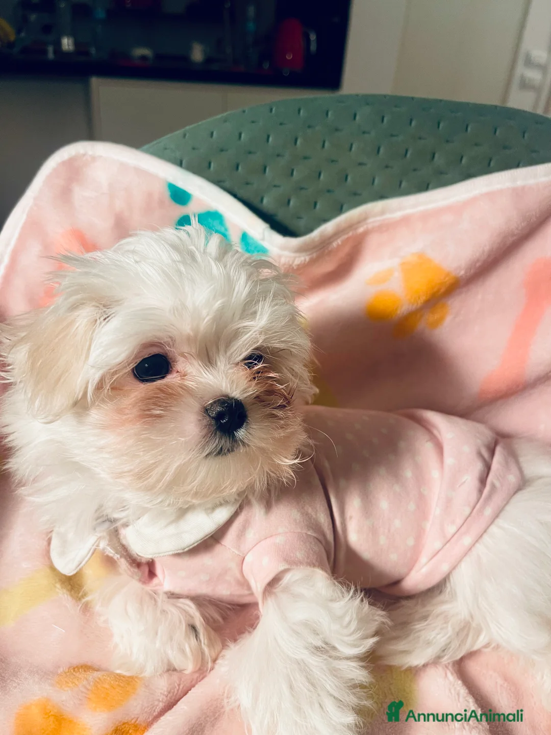 Maltese cani in vendita: Dolcissima cucciola di razza Maltese - Annuncio 1