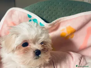 Maltese cani Dolcissima cucciola di razza Maltese - Annuncio 2