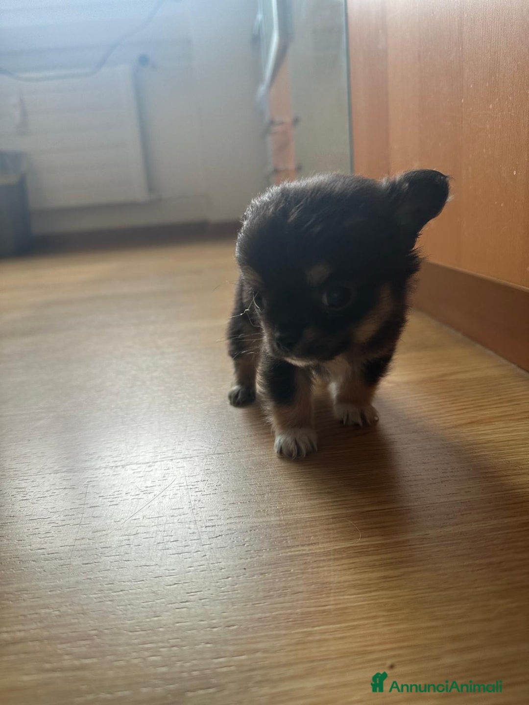 Chihuahua cani in vendita: chihuahua messicano a Città metropolitana di Roma Capitale - Immagine 5