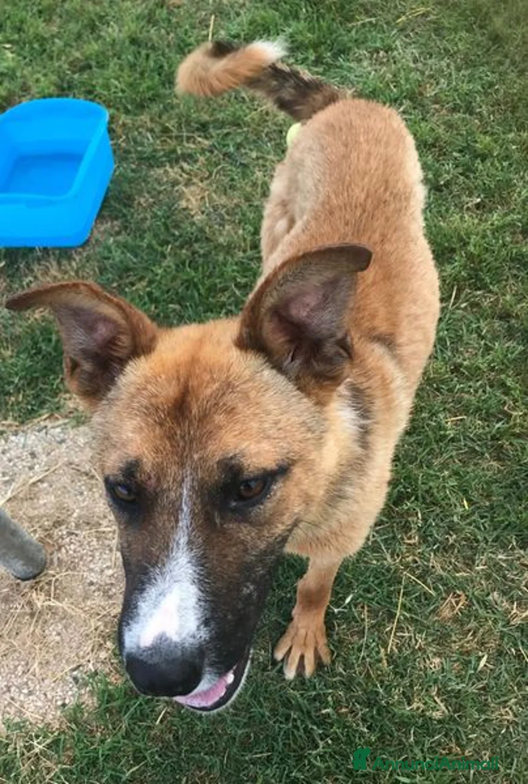 Meticcio cani in regalo: VAN, cucciolone con una stella sul dorso - Annuncio 8