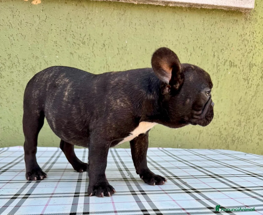 Bulldog Francese cani in vendita: Bulldog francese con Pedigree Enci  - Annuncio 2