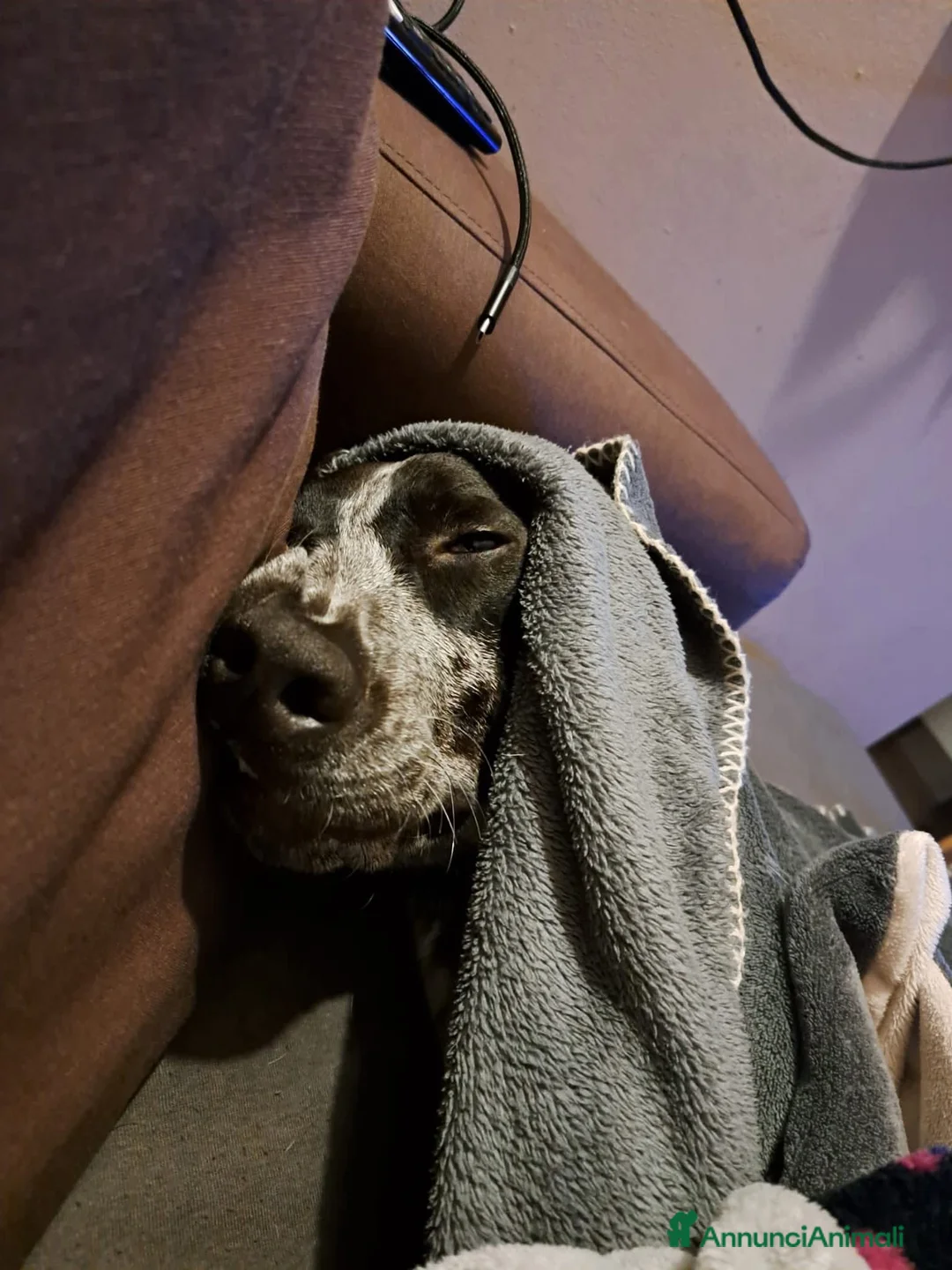 Meticcio cani in regalo: Fulmine cerca famiglia - Annuncio 2