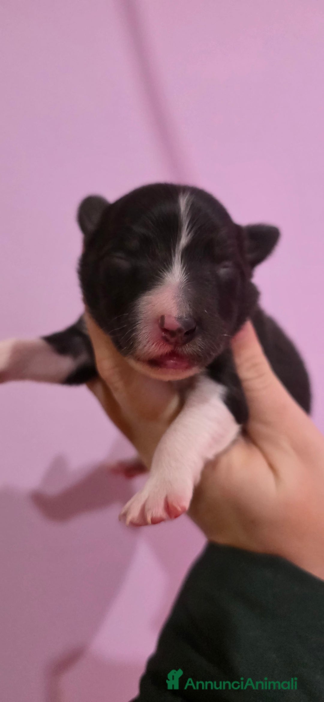 Border Collie cani in vendita: Border collie  - Annuncio 5