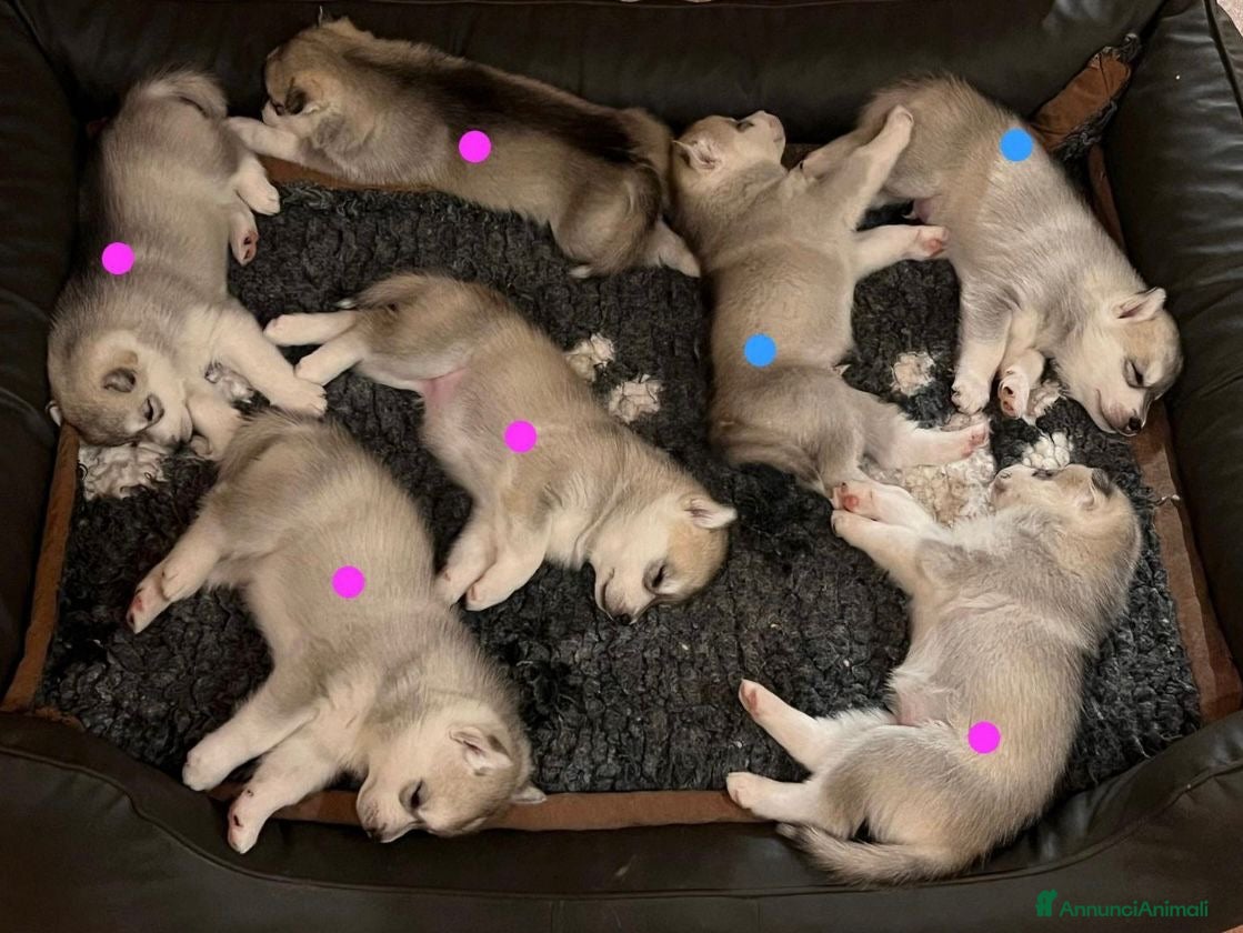 Husky cani Splendidi cuccioli di SIBERIAN HUSKY - Annuncio 2