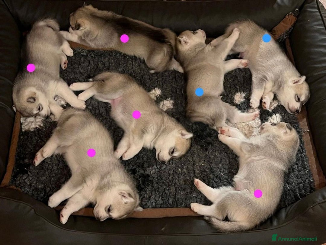 Husky cani in vendita: Splendidi cuccioli di SIBERIAN HUSKY - Annuncio 2