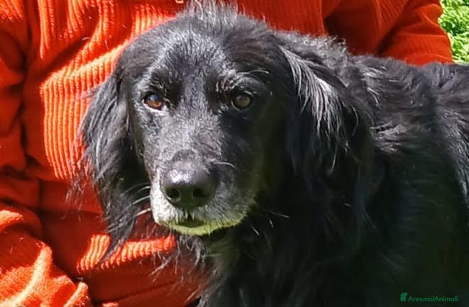 Meticcio cani GREY UNA VITA MISERABILE DAVANTI A TUTTI - Annuncio 32