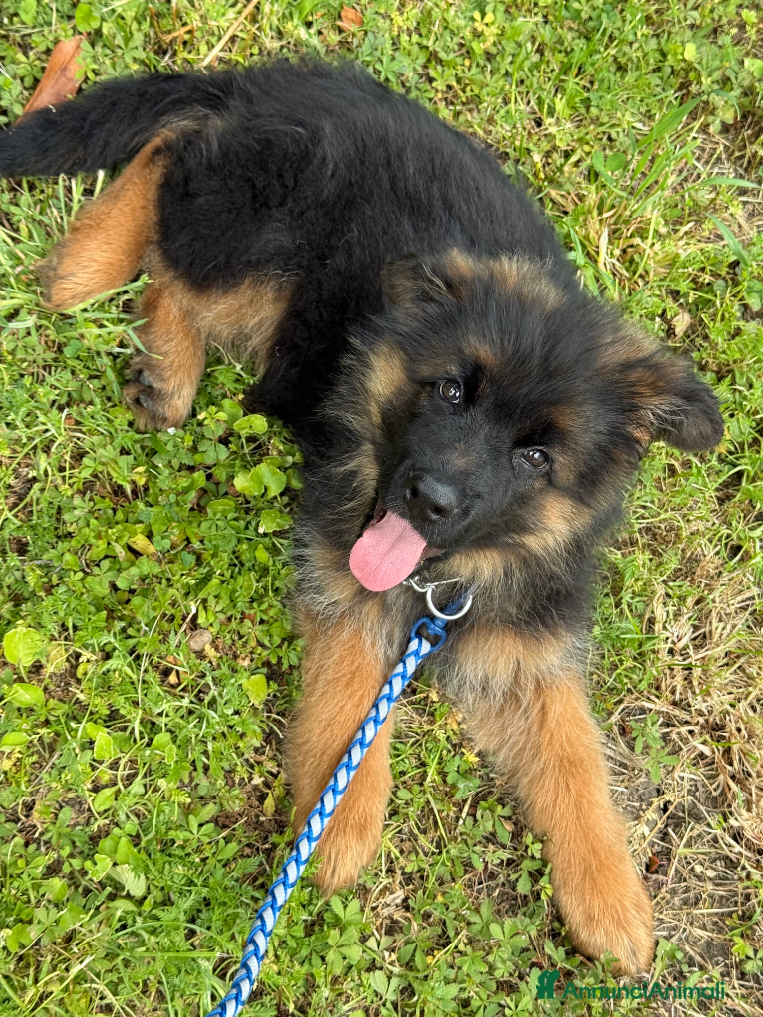 Pastore Tedesco cani Cucciolo di Pastore Tedesco a pelo lungo di 3 mesi - Annuncio 1