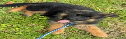 Pastore Tedesco cani in vendita: Cucciolo di Pastore Tedesco a pelo lungo di 3 mesi a Provincia di Modena - Annuncio 1