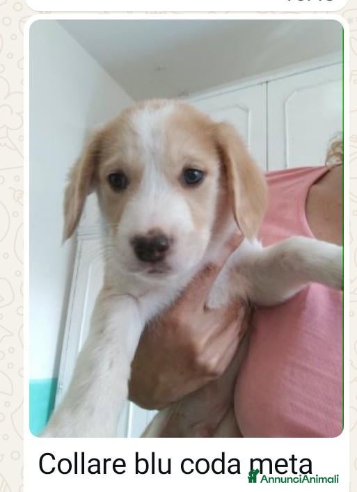 Meticcio cani 7 cuccioli bellissimi e dolcissimi  - Annuncio 15