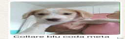 Meticcio cani in regalo: 7 cuccioli bellissimi e dolcissimi  - Annuncio 1