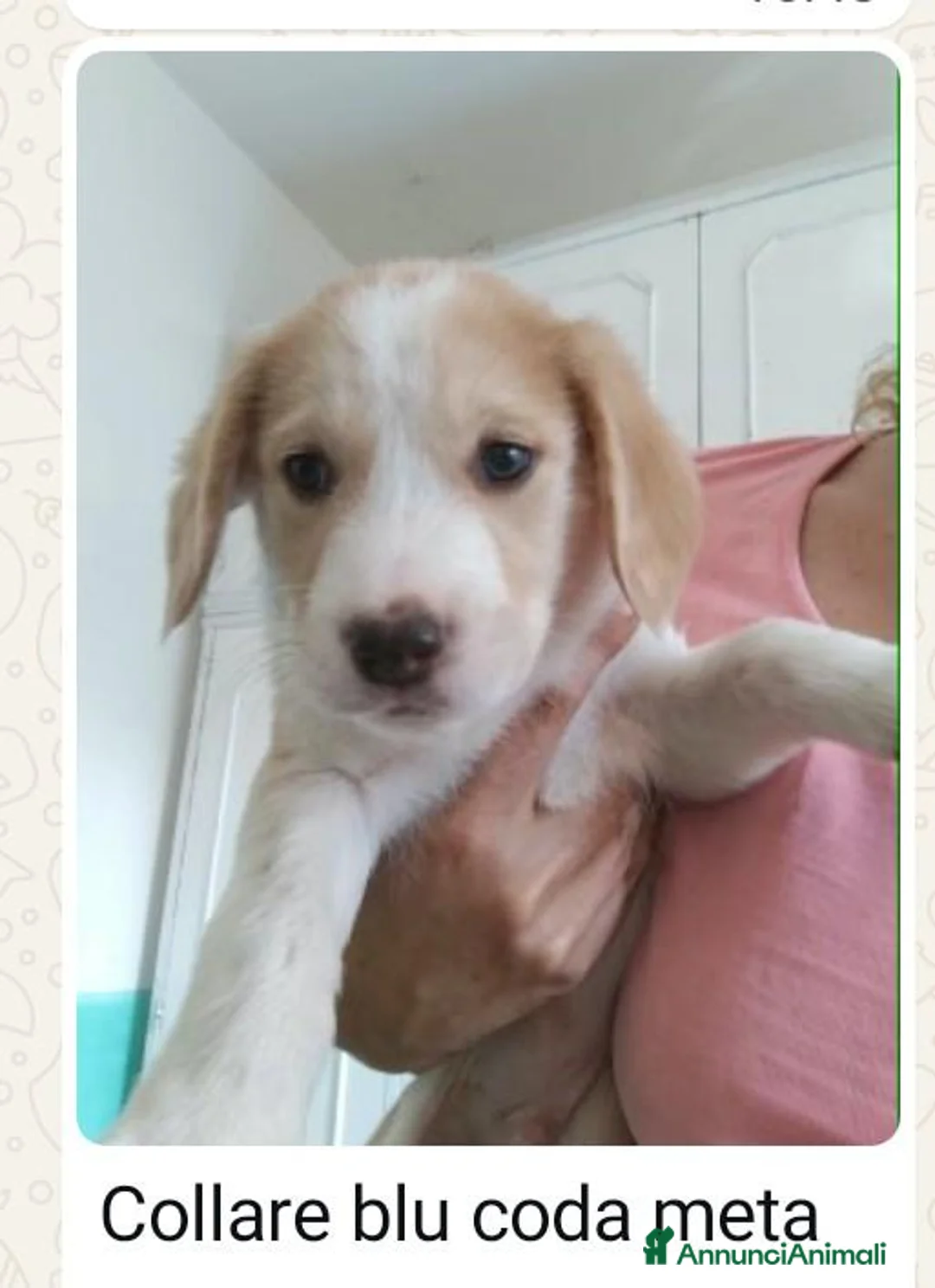 Meticcio cani in regalo: 7 cuccioli bellissimi e dolcissimi  - Annuncio 1