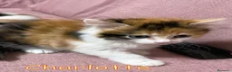 Europeo gatti in regalo: CHARLOTTE CERCA CASA!  - Annuncio 2