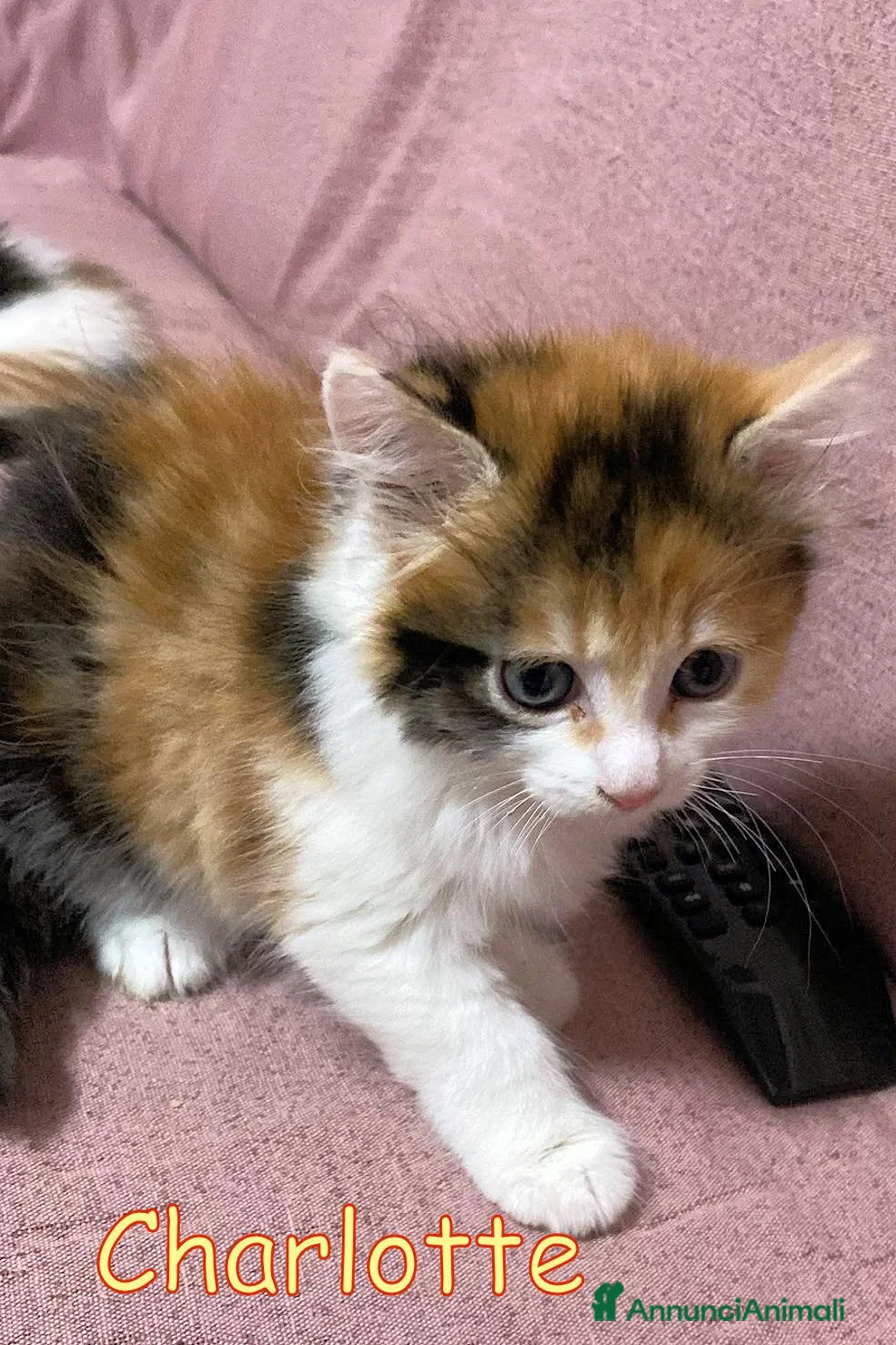 Europeo gatti in regalo: CHARLOTTE CERCA CASA!  - Annuncio 2