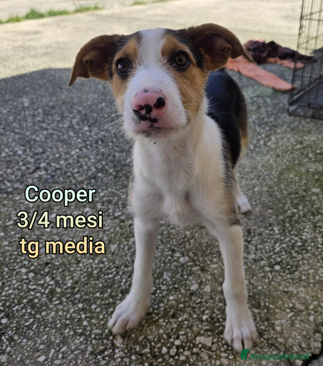 Meticcio cani in regalo: CUCCIOLI ESCLUSI E SOLI a Città Metropolitana di Genova - Annuncio 11