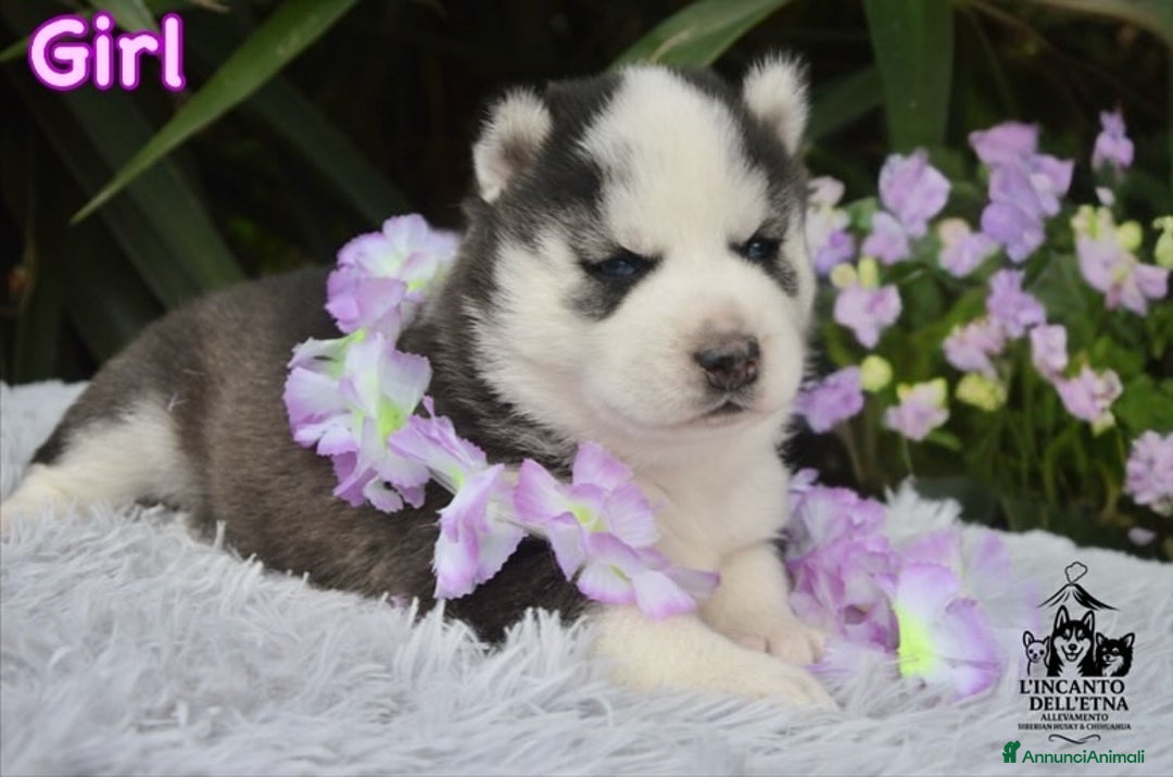 Husky cani in vendita: Cucciola Siberian Husky linea Russa Pedigree Enci - Annuncio 2