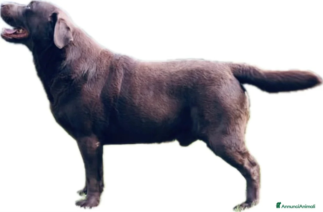 Labrador cani in vendita: Cuccioli Labrador cioccolato con pedigree  - Annuncio 7