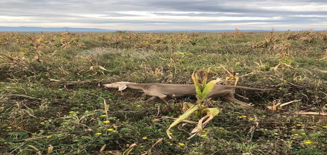 Immagine della galleria {{count}}