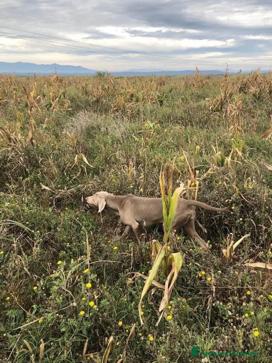 Immagine della galleria {{count}}