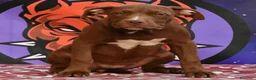American Bully cani in vendita: Cucciole di American Bully XL. - Annuncio 3