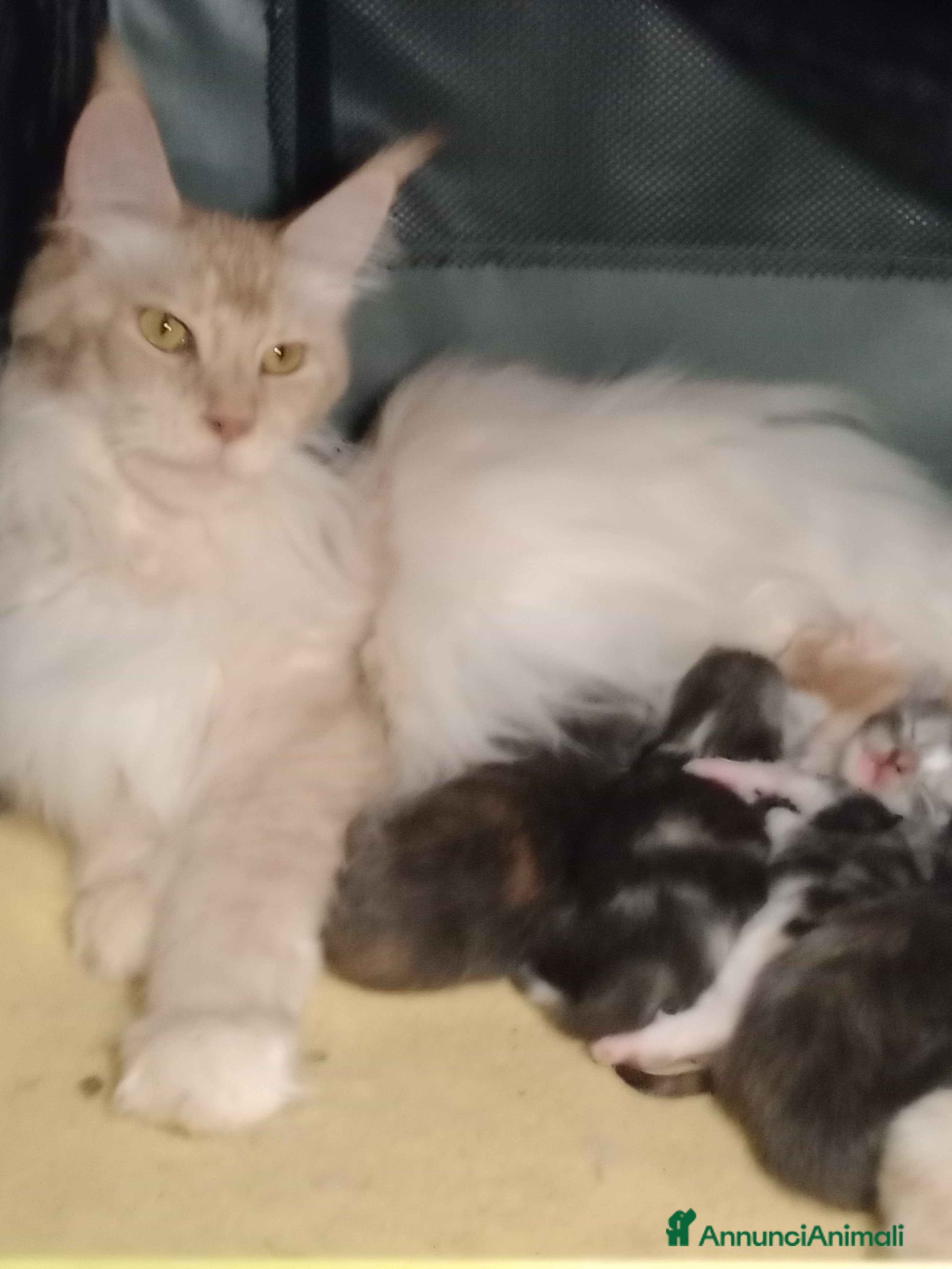 Maine Coon gatti Maine coon cuccioli  - Annuncio 2