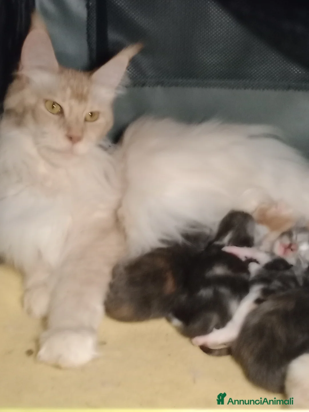 Maine Coon gatti in vendita: Maine coon cuccioli  - Annuncio 2