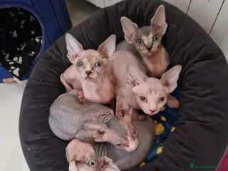 Sphynx gatti Cuccioli Pshynx - Annuncio 1