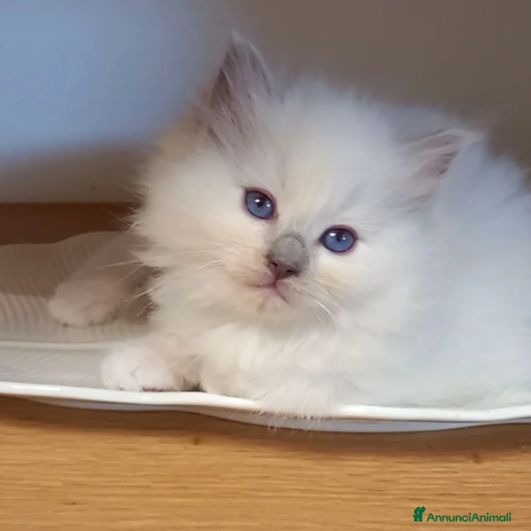 Immagine della galleria {{count}}