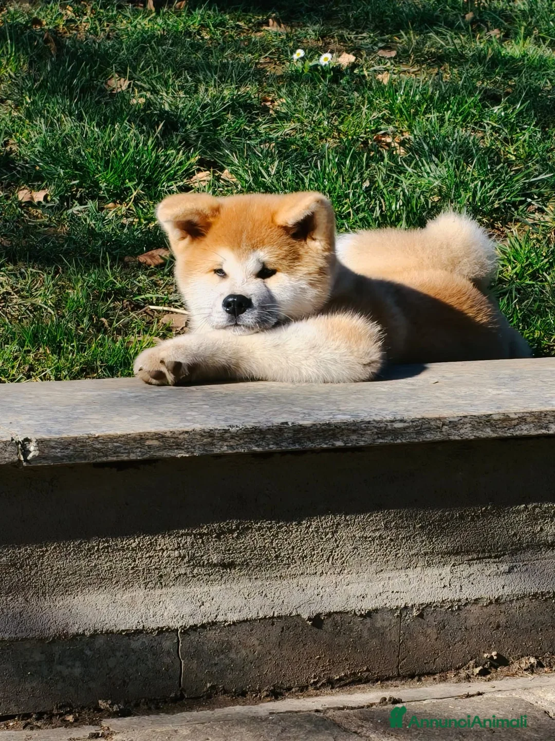 Akita Inu cani in vendita: CUCCIOLI DI AKITA INU  - Annuncio 3