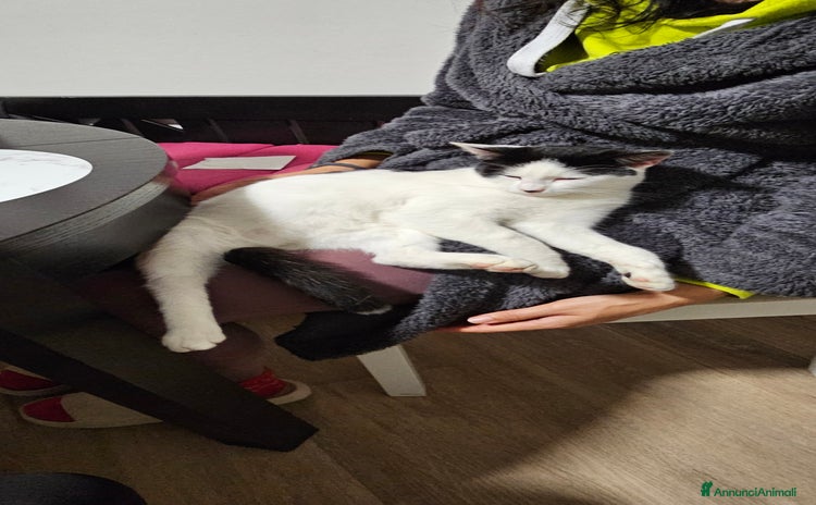 Altre razze gatti 2 gattini trovatelli  - Annuncio 6