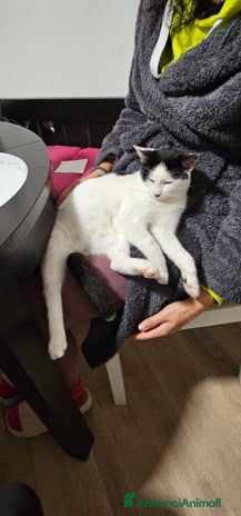 Altre razze gatti 2 gattini trovatelli - Annuncio 6