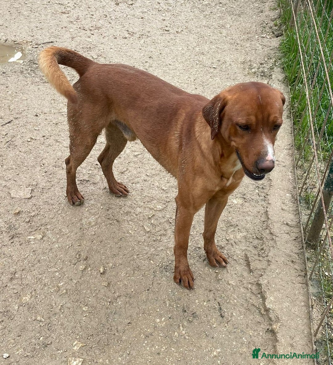 Meticcio cani in regalo: ADOTTA LO SPLENDIDO CORFU' - Annuncio 4