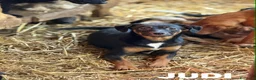 Meticcio cani in regalo: JUDI, cucciola rimasta sola! TG MEDIO PICCOLA - Annuncio 3