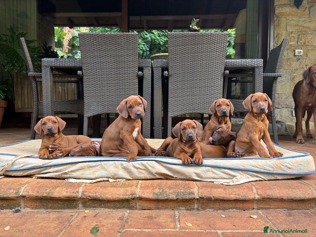 Rhodesian Ridgeback cani in vendita: Rhodesian Ridgeback  - Annuncio 14