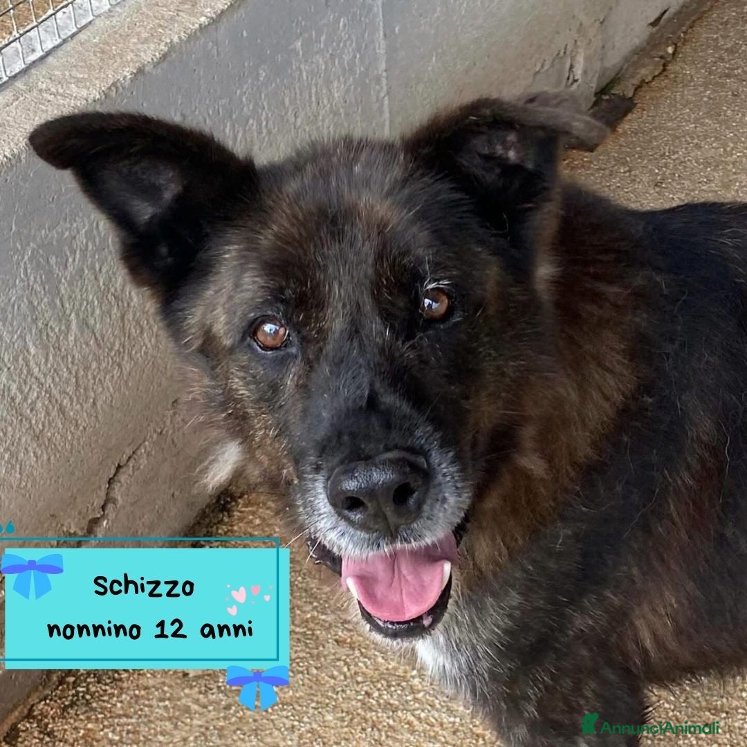 Meticcio cani in regalo: SCHIZZO adozione nonnino 12 anni canile Latina - Annuncio 1