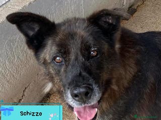 Meticcio cani SCHIZZO adozione nonnino 12 anni canile Latina - Annuncio 30