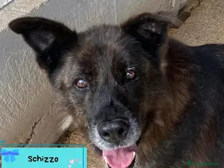 Meticcio cani SCHIZZO adozione nonnino 12 anni canile Latina - Annuncio 19