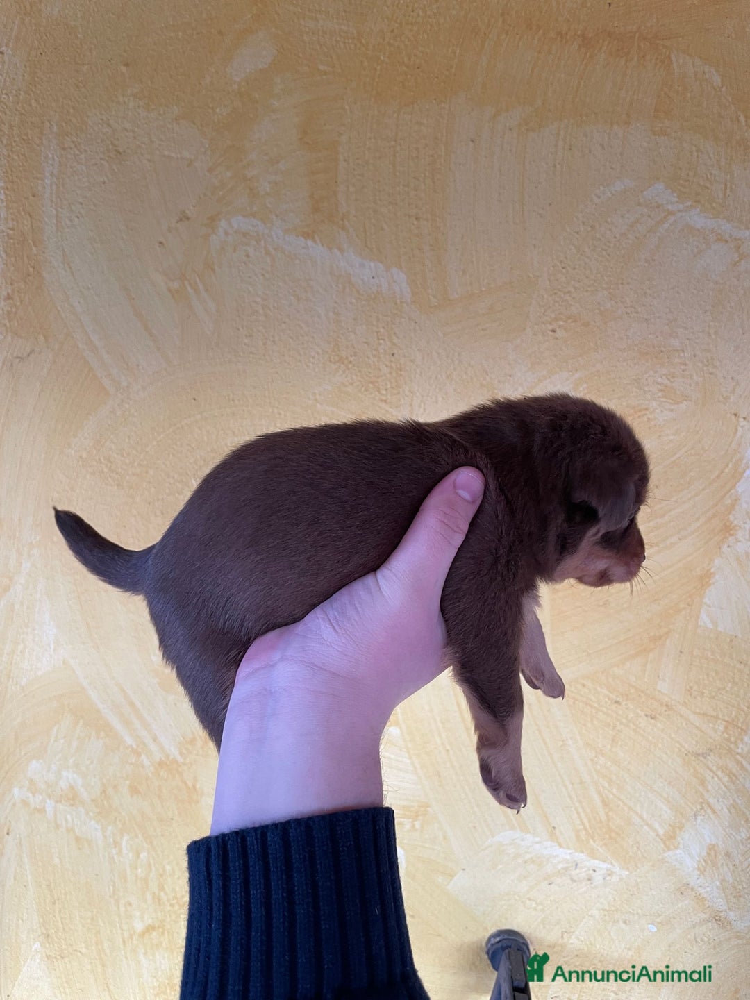 Volpino Italiano cani in regalo: Cuccioli di meticcio (simil volpino italiano) - Annuncio 10